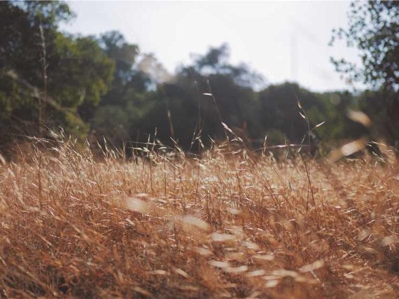 Voluntarios con animales en un refugio